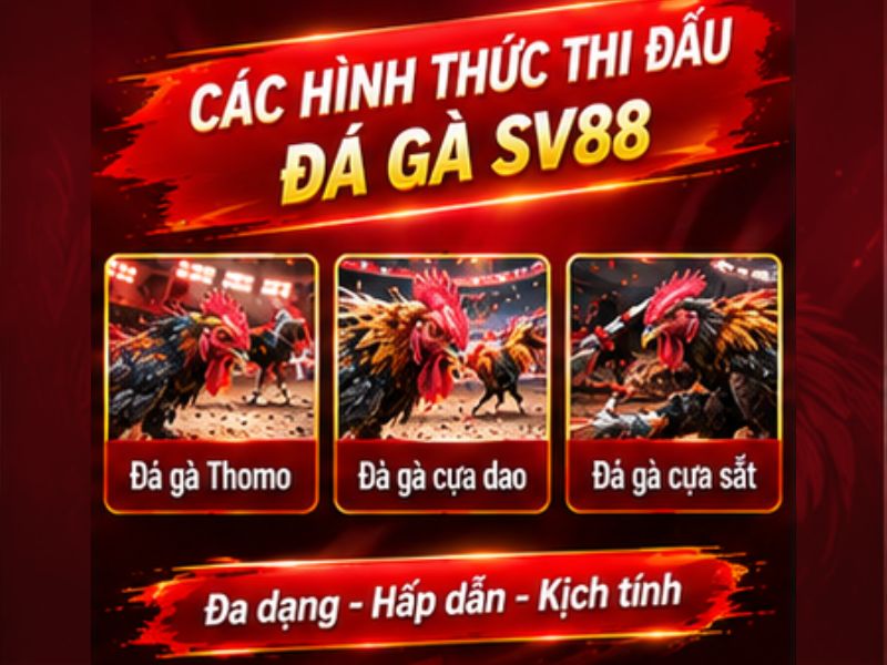 Các Hình Thức Đá Gà SV88 Được Quan Tâm