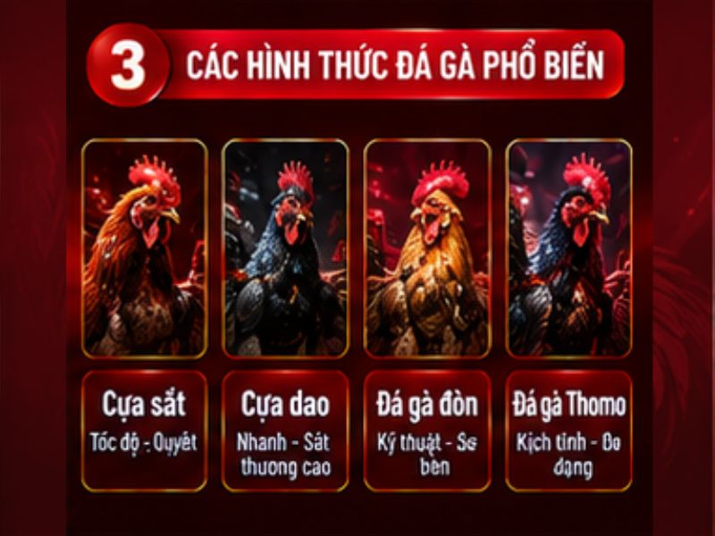 Các hình thức đá gà thường được quan tâm