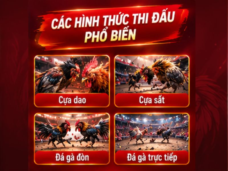 Đá Gà Cựa Dao Khác Gì Cựa Sắt