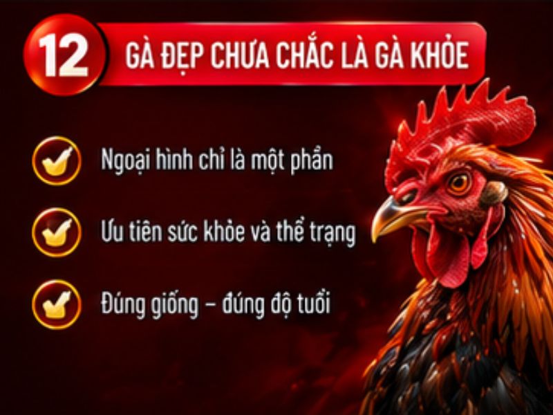Gà đẹp chưa chắc là gà khỏe