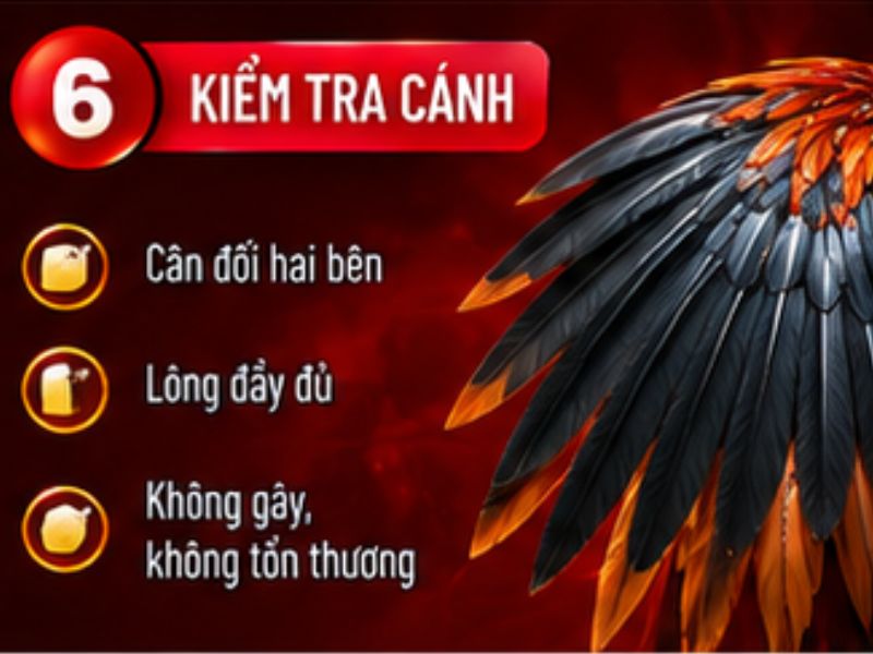 Kiểm tra cánh