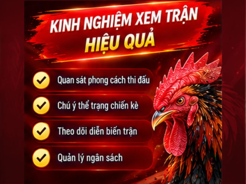 Kinh Nghiệm Theo Dõi Đá Gà SV88