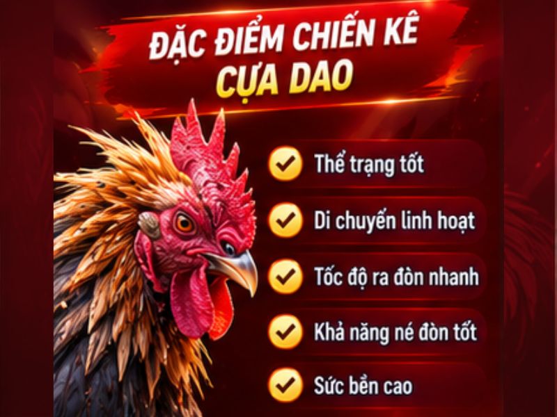 Những Điểm Cần Quan Sát Ở Chiến Kê