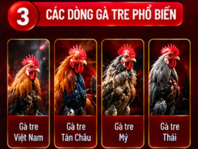 Những dòng gà tre thường được biết đến