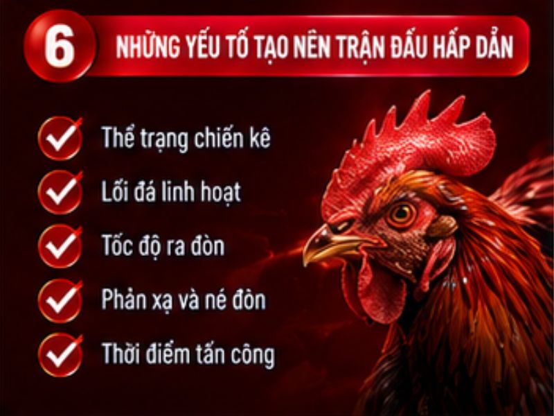 Những thông tin nên quan sát khi xem đá gà