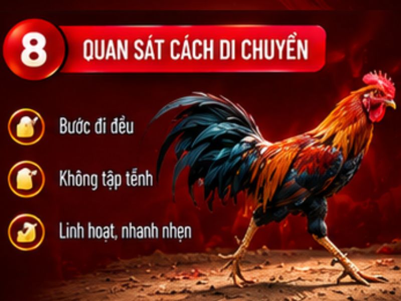 Quan sát cách gà di chuyển
