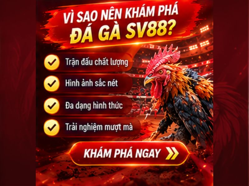 Vì Sao Đá Gà SV88 Là Nội Dung Đáng Chú Ý Trong Đá Gà 33WIN