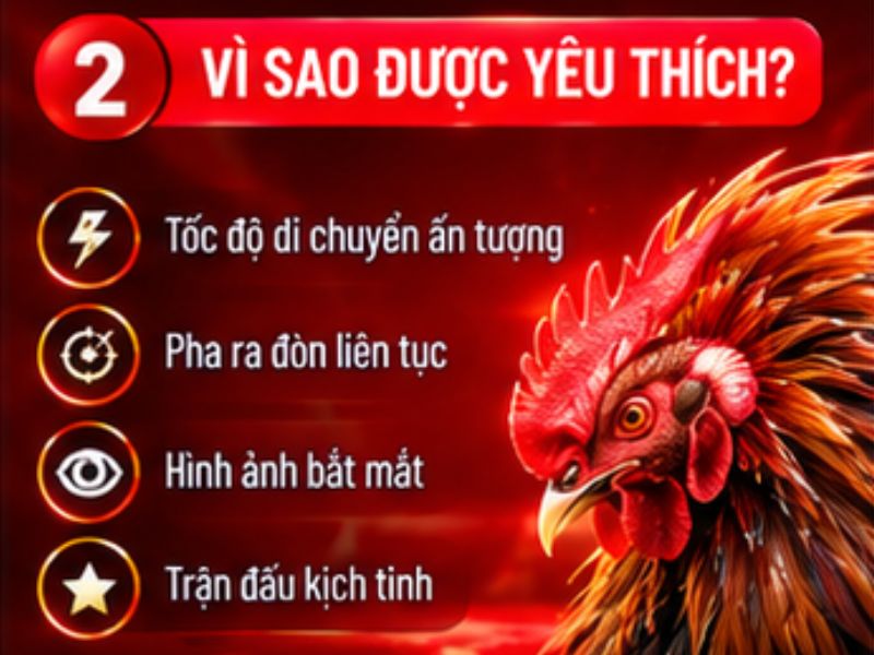 Vì sao đá gà tre 33WIN được yêu thích