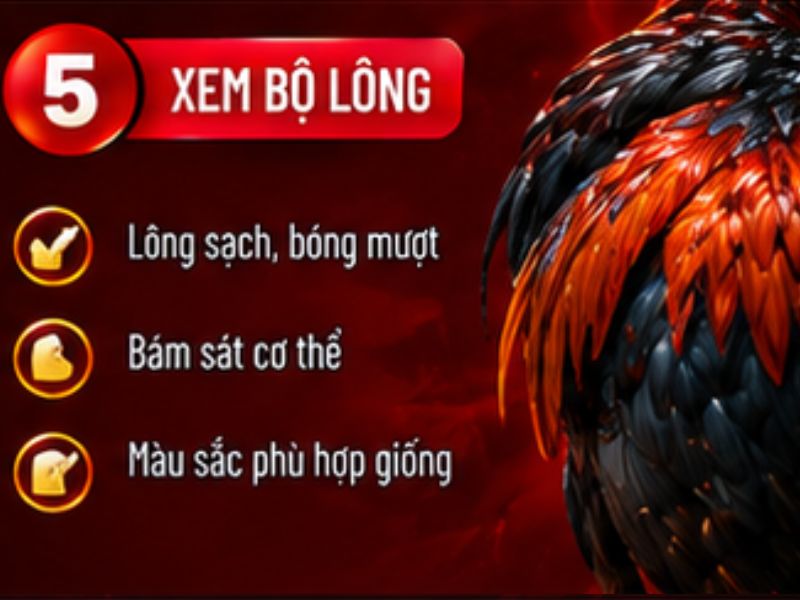 Xem bộ lông